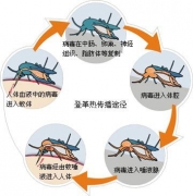 乌石镇出现登革热病